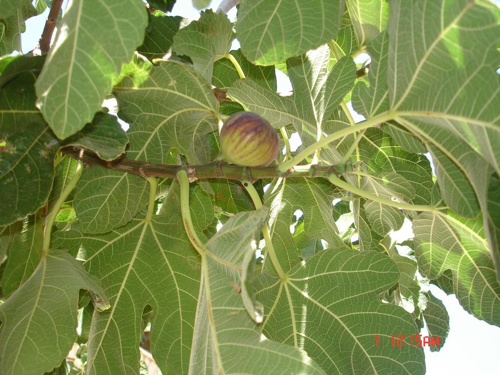מרינלה B&B Garzia מראה חיצוני תמונה